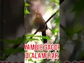 Download Lagu Chinese Hwamie / Wambi Gacor Di Alam Liar #Shorts #Chinesehwamie #Hwamiebird #Wambigacor