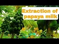 How to extract Papaya Milk Extraction of papaya milk