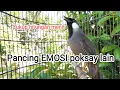 Download Lagu Masteran Burung POKSAY HONGKONG !! Pancingan ampuh poksay malas Bunyi..