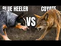 Blue Heeler VS Coyote - Who Wins