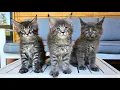 Maine Coon Kittens Growing Up Day 1 - 100