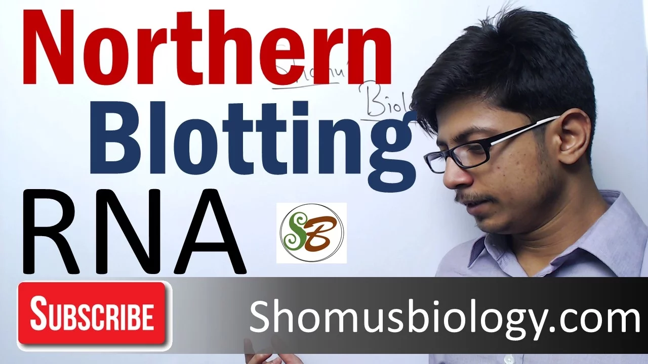 Northern blotting technique
