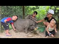 Download Lagu Luan Carefully Builds a Safe, Warm Pig Pen for Piglets About to Be Born