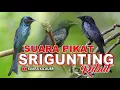 SUARA PIKAT BURUNG SRIGUNTING RIBUT, SANGAT AMPUH UNTUK PIKAT