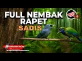 Download Lagu 🔴 Masteran Kompilasi Full Tembakan Sadis Cucak Cungkok Breen vs Srigunting Abu Abu Cililin Kunti