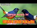 Download Lagu suara pancingan murai batu kawin || pancingan murai kawin
