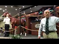 Sold for 2 300 000 USD at the OBS Horse Auction Ocala Florida