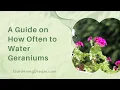Download Lagu A Guide on How Often to Water Geraniums