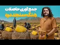 Download Lagu هی میدان  طی میدان - سفر باسط ایرج به سنجد دره در ولایت پروان