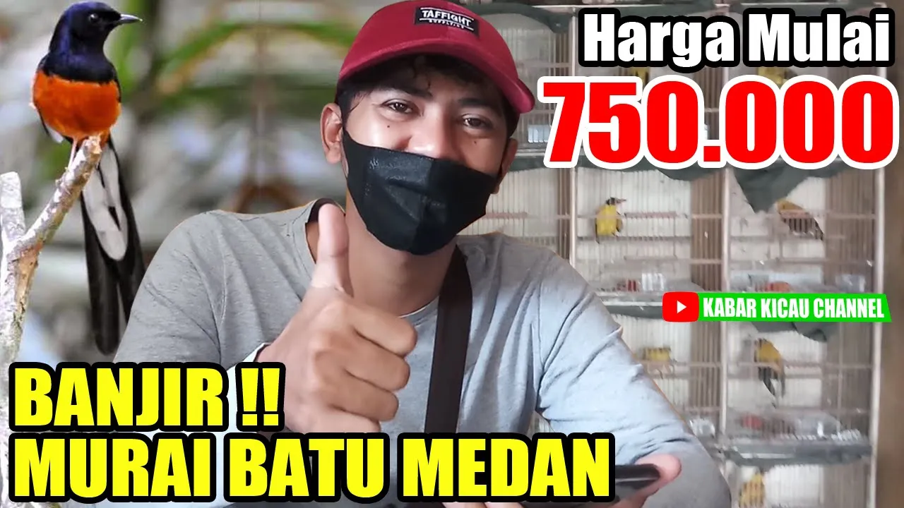 
          
          
          
            
            MURAI MEDAN Mulai 750K ! UPDATE HARGA Murai Batu Medan & MH, SRDC, dll di Agen Burung Fatih Kicau
          
        . 