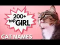 200 Top FEMALE Cat Names Girl Cat Names Popular Cat Names
