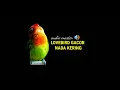 🔴 Audio Lovebird Gacor Nada Kering
