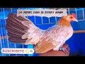 Las Mejores Lineas O Colores De Gallinas Kikirikis Para Trabajar Miniatura Azteca