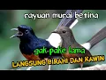 Download Lagu suara murai betina memanggil murai jantan ❗ngajak kawin