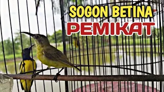 Download PIKAT AMPUH Sogon betina memanggil jantan MP3