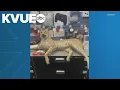 A GameStop customer in Texas might ve brought in the weirdest item for Trade Anything Day