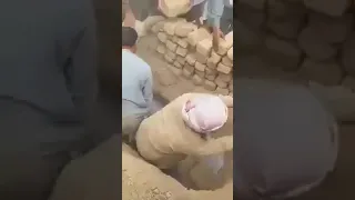 فى ظلمة القبر لا أم 