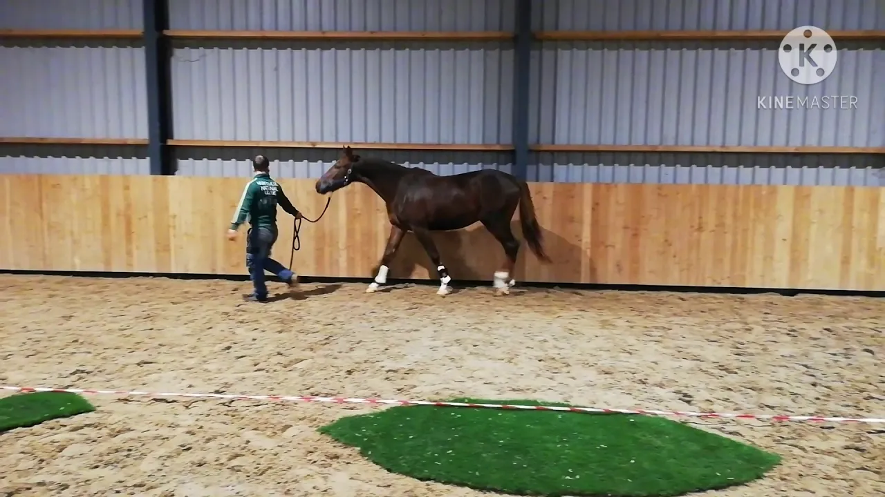 Sold 🇳🇱 2.5y stallion iconic b x contango