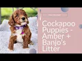 Our Most Viewed Litter of Cockapoo Puppies Amber Banjo s 2024 Litter Hidden Acres Puppies