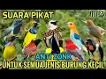 SUARA PIKAT BURUNG KECIL 🕊️ RIBUT! MP3 #pikatburung PALING AMPUH TERBARU 