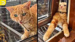 30 Minutes Of Funny Cat Videos