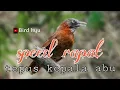 Lagu Masteran burung Tepus kepala abu gacor