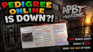 PEDIGREE ONLINE IS DOWN 1 500 Beagles Seized Respect Is DEAD in the APBT Community