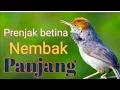Download Lagu Prenjak Betina Nembak Panjang