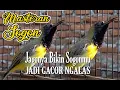 Download Lagu masteran sogon ( sogok ontong ) Ahlinya bikin sogon lain nyaut bunyi dan gacor