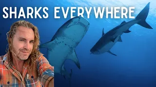 14 Tiger Sharks Surround ME