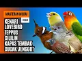 Download Lagu Masteran Murai Isian Kenari, Lovebird, Teppus, Cililin, Kapas Tembak, Cucak Jenggot
