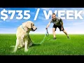 Inside the 735 Week Dog Walking Hustle