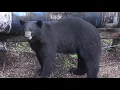 Lagu 25  HUGE BEARS SHOT COMPILATION