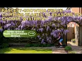 Download Lagu Fastest Growing Fence Climbing Plants 10 Reasons to Choose Wisteria, Expert with 20 Years of Experie