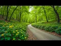 Lagu Zachte helende muziek 🌿 kalmeert zenuwen, ondersteunt hart- en bloedstroom