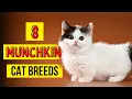 8 Munchkin Cat Breeds