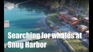 Whale watching from Snug Harbor Resort | Boating Journey