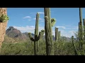 How Old is that Saguaro