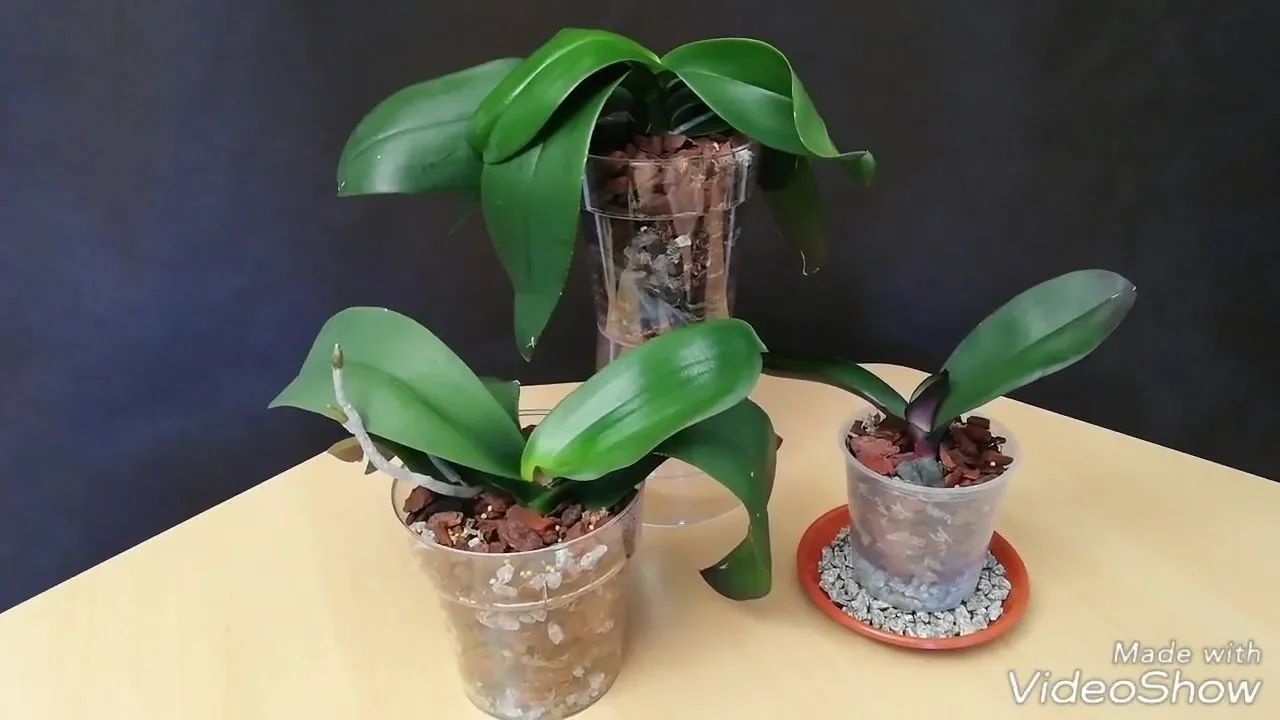 RECUPERAR ORQUÍDEAS: TRASPLANTE DE ORQUÍDEAS PHALAENOPSIS (1/2)