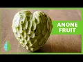 Download Lagu BIENFAITS de l'ANONE 🍐 | Propriétés, comment en manger et contre-indications ✅