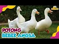 Download Lagu Potong Bebek Angsa, Anak Kambing Saya, Dan Lagu Anak Lainnya - Kompilasi Lagu Anak Hewan Lucu