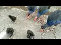 Download Lagu Indunknya burung mandar biru ngasih makan anaknya... purple swamphan