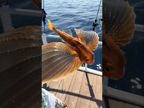 The fisherman caught a flying fish