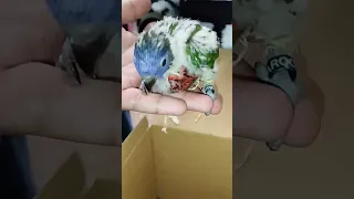 وليدات ببغاء اللوري رأس اسود بسوق القريعة للطيور بالدار البيضاء 