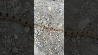 صيد أفعى كوبرا 