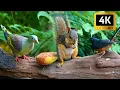 Download Lagu Cat TV for Cats to Watch 😺 Unlimited Little Birds and their Squirrel Friends  🎶🪶 Nature Fun 4K HDR