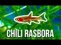 CHILI RASBORA CARE - Best Tiny Fish for 5-Gallon Tanks
