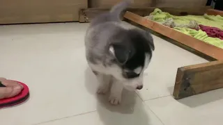 Cute Siberian Husky puppy wagging his tail