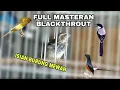 Lagu Suara Blackthroat || MASTERAN UNTUK BURUNG