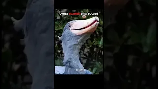 اصوات الطيور ضد اخر طير Skull Music Phonk Horror Speed اشتراك بالقناة السعوديه شلتنا 